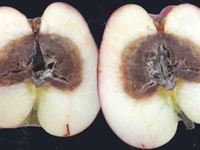 Μαύρη και καστανή κηλίδωση μηλιάς - Αλτερνάρια